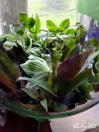 Традесканция разных цветов