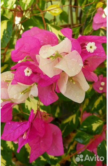 Бугенвиллии