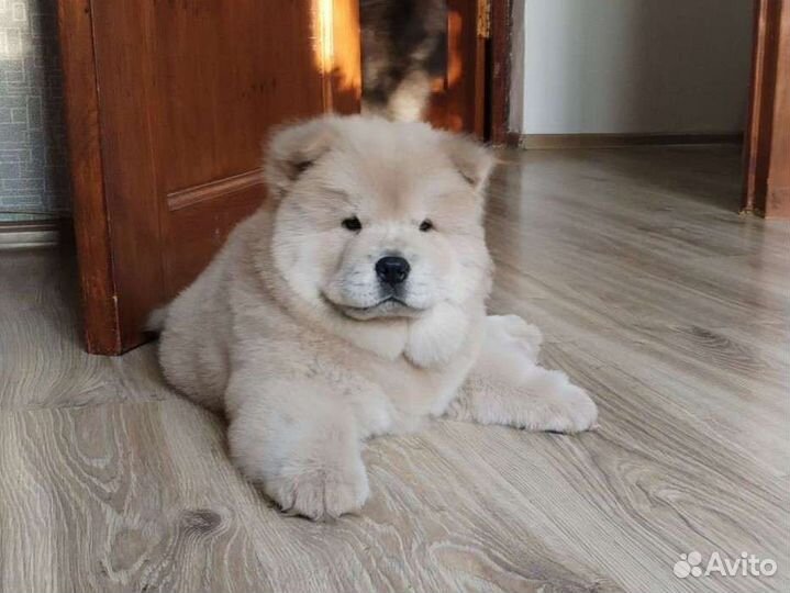 Девочка Чау-чау