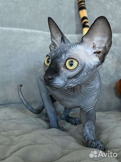 Канадский сфинкс