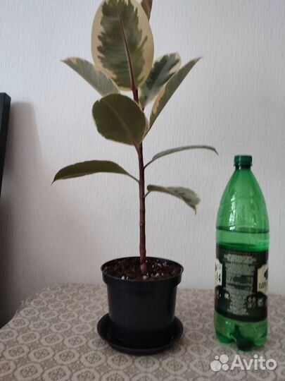 Фикус, молочай