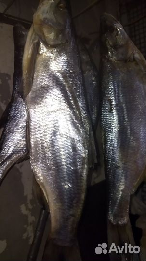 Жерех вяленый (сухого посола)