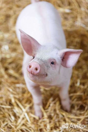 Продаю поросят