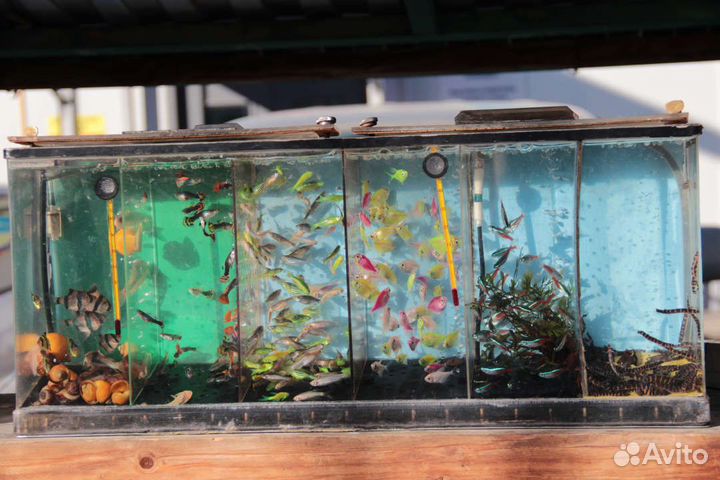 Аквариумные рыбки