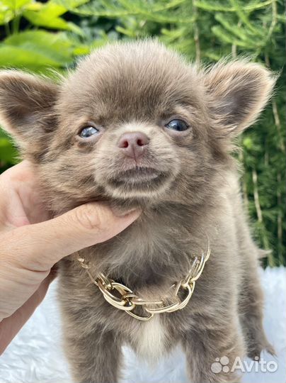 Чихуахуа лиловый домовенок