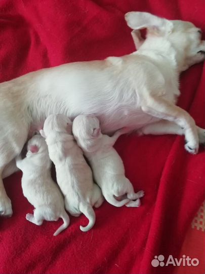 Чихуашки - разноцветные горошки