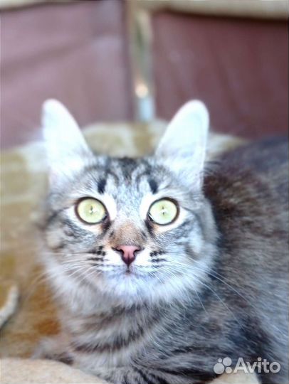 Кошечка красавица