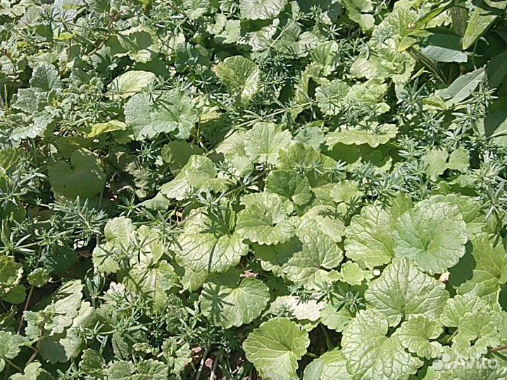 Травы почвопокровные