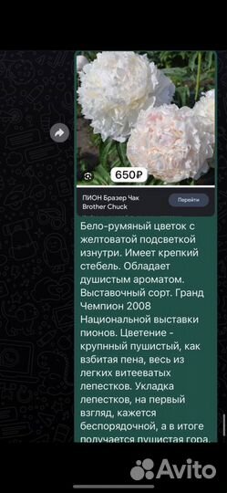 Корни пионов