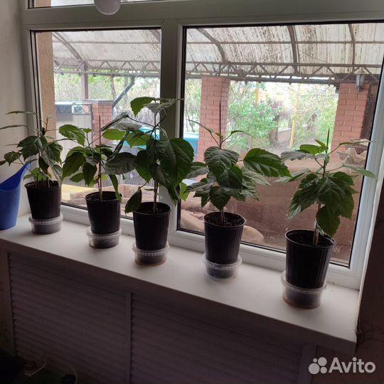 Гибискус красный махровый, молодые,укорененные