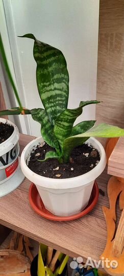 Продам цветы комнатные