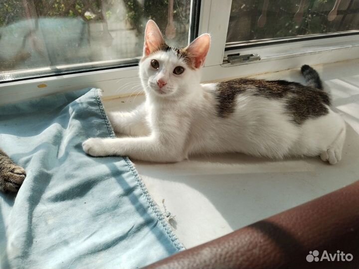 Котенок подросток
