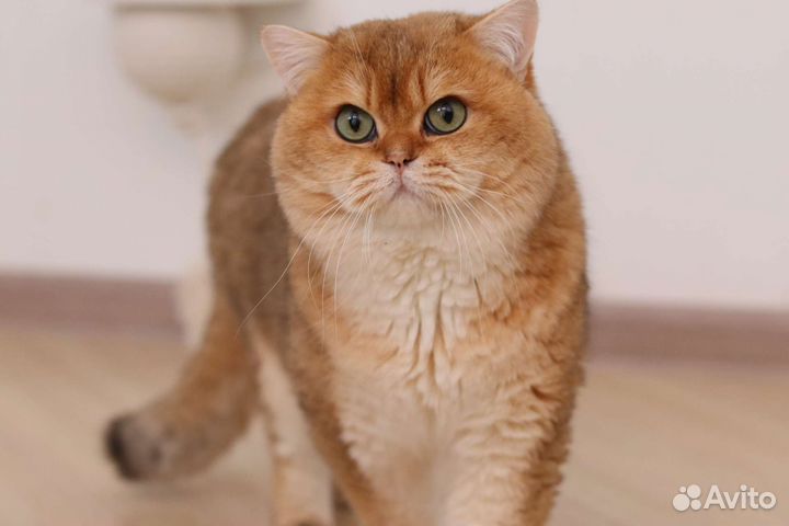 Британский кот в разведение