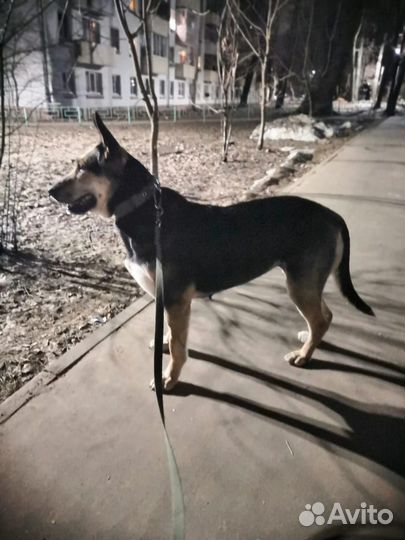 Собака Найда В добрые руки