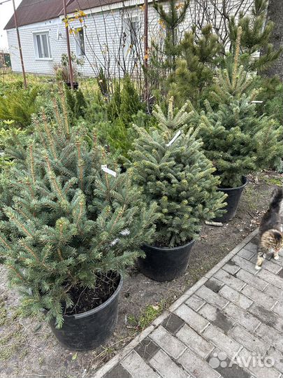 Ель голубая в горшке