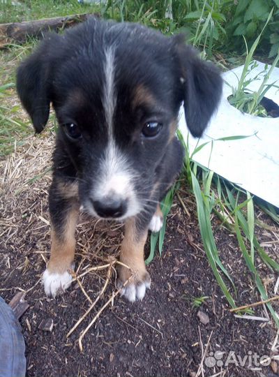 Отдам щенков в добрые руки бесплатно