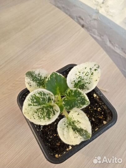 Комнатные растения