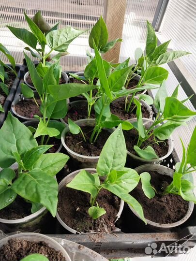 Рассада цветов