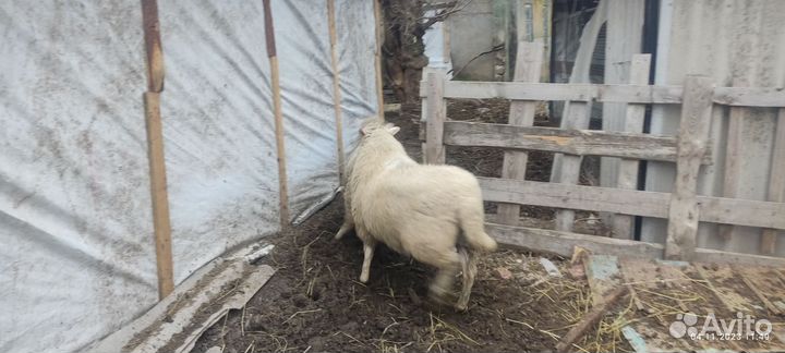 Продам баранчика