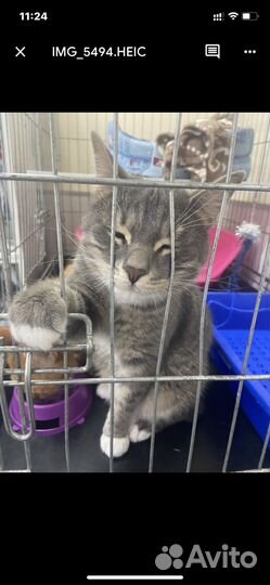 Два красивых котика ищут дом