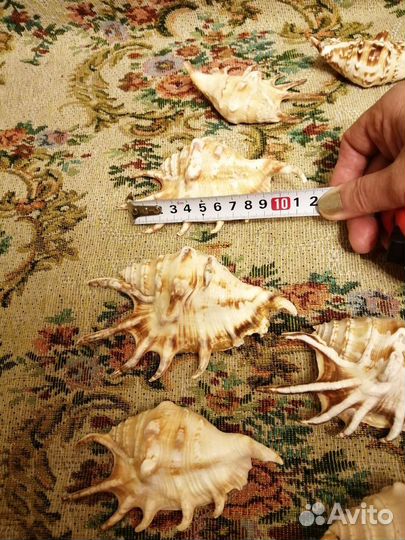 Морские ракушки