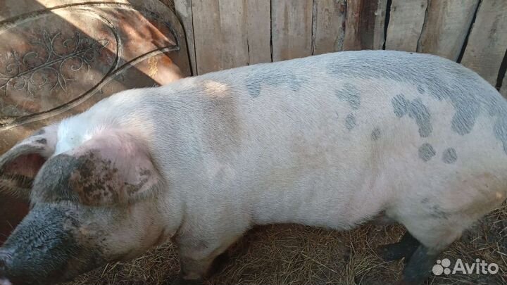 Поросята ландрас дюрок