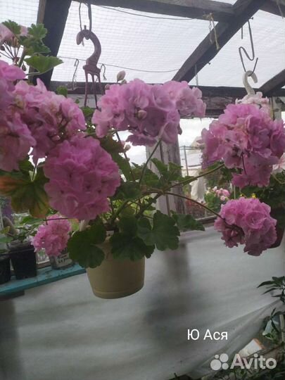 Пеларгонии сортовые