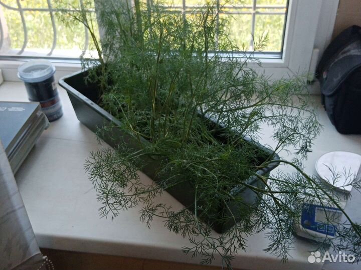 Ящик под рассаду, цветы, растения, Ротор