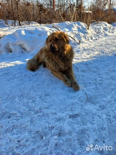 Большой Пёс,Умница,молоденький Ищет Дом