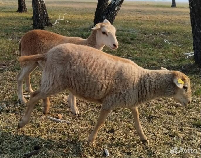 Катумские овцы