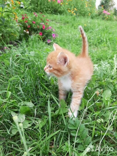 Котята в добрые руки бесплатно