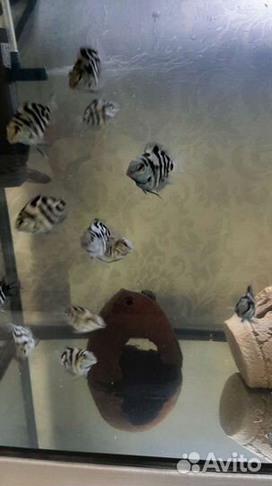 Сапфировый попугай-панда