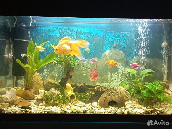 Аквариум с рыбками бу