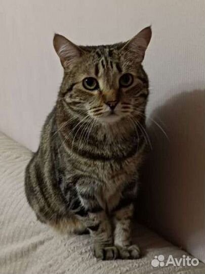 Котик Чарли в добрые руки