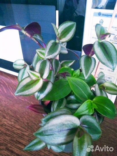 Традесканция разных цветов