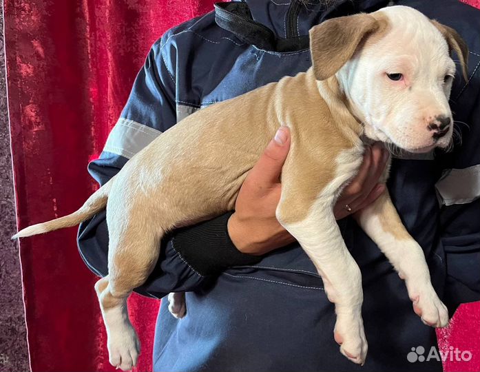 Стаффордширский терьер