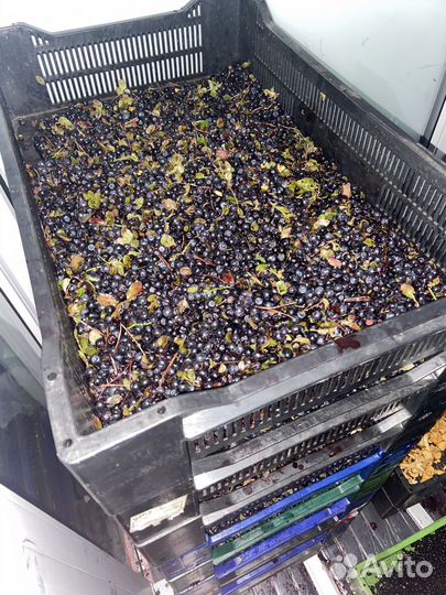 Черника на вино