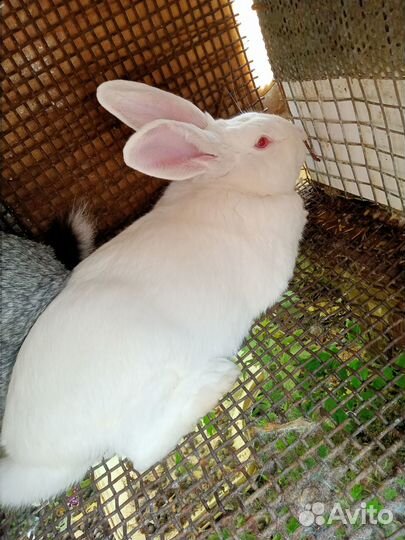 Продам крольчат