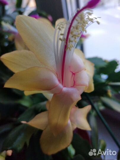 Декабрист разных расцветок