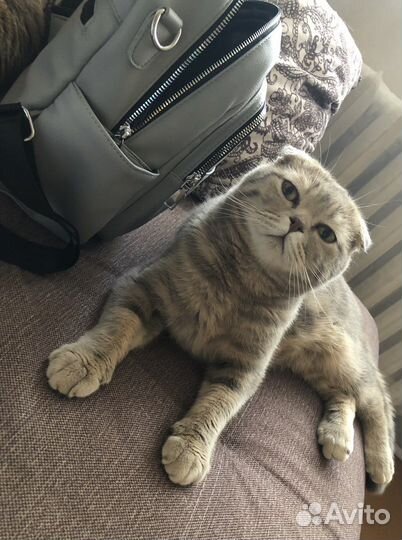 Шотландский кот вязка
