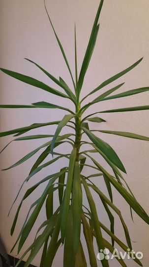 Пальма юкка