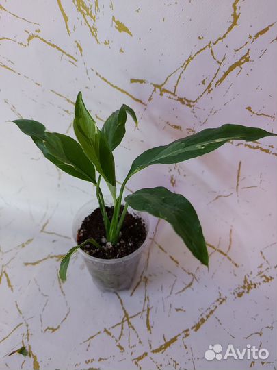 Спатифиллумы, замиакулькасы, карисса