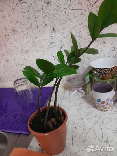 Комнатные растения: могу обменять