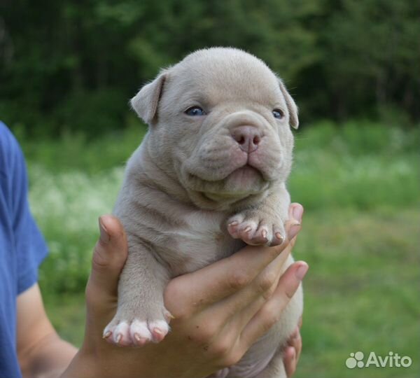 Американский булли щенки