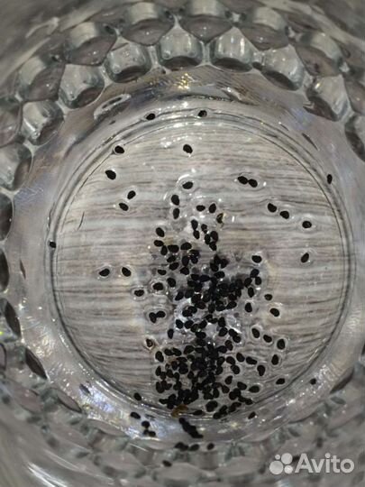 Кактус Тайский