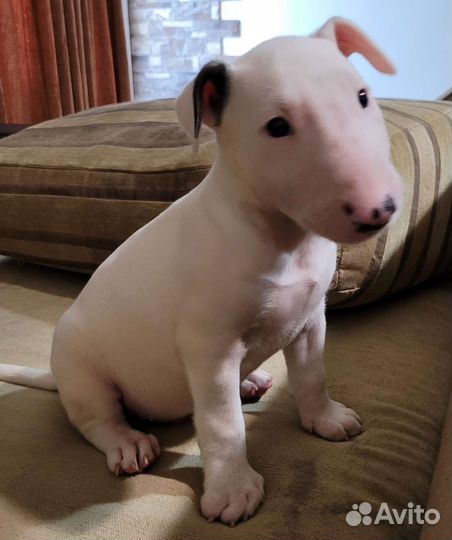 Сливочный круасанчик (бультерьер стандартный)