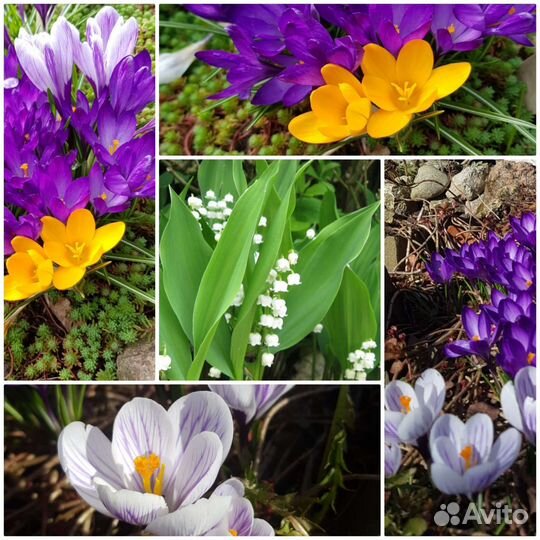 Первоцветы, Почвопокровники, Хризантемы, Гвоздики