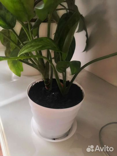 Комнатные растения. Аглаонема