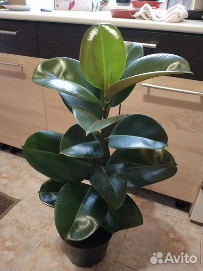 Фикус эластика Хлоя