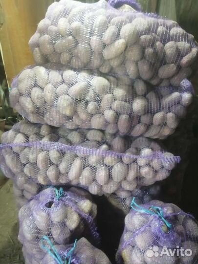 Продам картофель